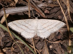 Scopula ancellata