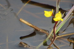 Utricularia foliosa image