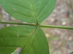 Fraxinus nigra image