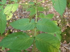 Fraxinus nigra image