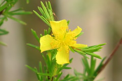 Hypericum tenuifolium