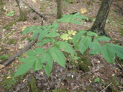 Fraxinus nigra image