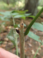 Fraxinus nigra image