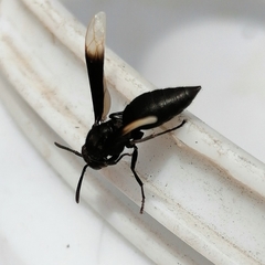 Parachartergus apicalis