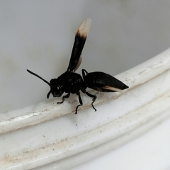 Parachartergus apicalis