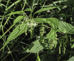 Urtica dioica sondenii