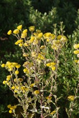 Helichrysum cooperi