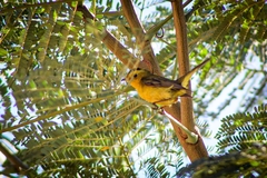 Cardellina pusilla
