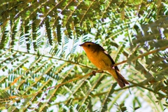 Cardellina pusilla