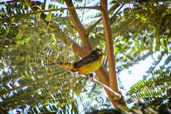 Cardellina pusilla