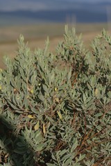 Hermannia hyssopifolia