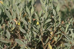 Hermannia hyssopifolia