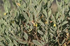 Hermannia hyssopifolia