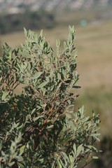 Hermannia hyssopifolia