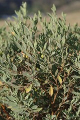 Hermannia hyssopifolia