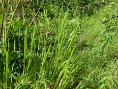 Poa remota