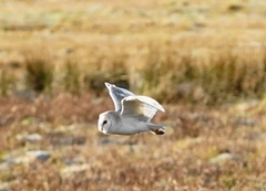Tyto alba alba