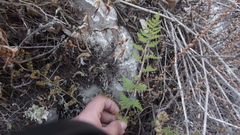 Myriopteris myriophylla