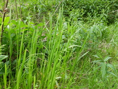 Poa remota
