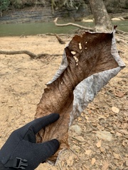 Magnolia macrophylla