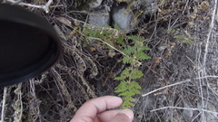 Myriopteris myriophylla