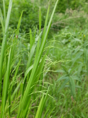 Poa remota