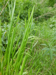 Poa remota