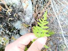 Myriopteris myriophylla