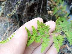 Myriopteris myriophylla