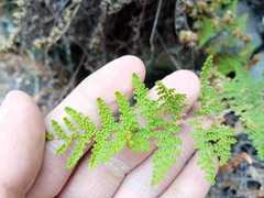 Myriopteris myriophylla