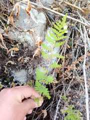 Myriopteris myriophylla