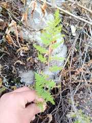Myriopteris myriophylla
