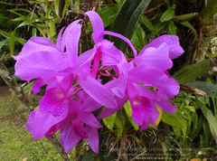Guarianthe