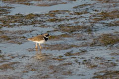 Charadrius hiaticula