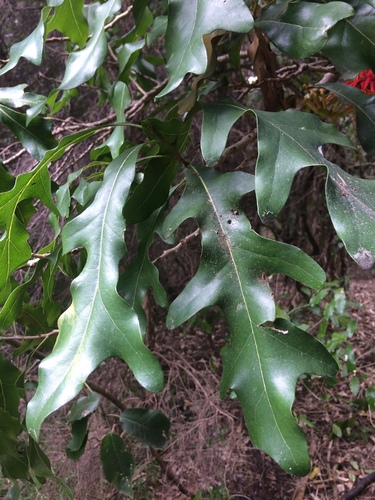 Stenocarpus sinuatus