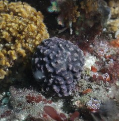 Antropora tincta