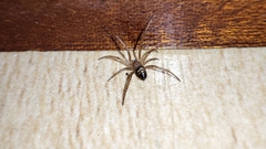 Steatoda grossa