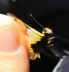 Libelloides baeticus