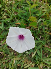 Ipomoea aquatica