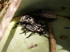 Acanthoderes funeraria