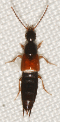 Philonthus rufulus