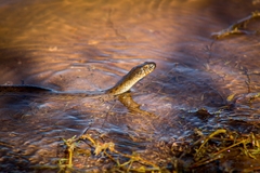 Thamnophis validus
