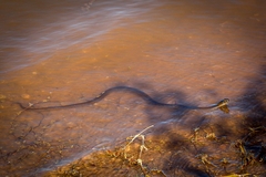 Thamnophis validus