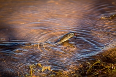 Thamnophis validus