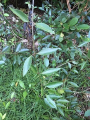 Chiococca parvifolia