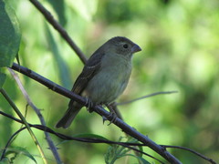 Sporophila frontalis