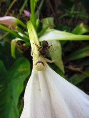 Misumenops callinurus