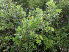 Sideroxylon inerme