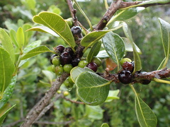 Sideroxylon inerme