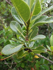 Sideroxylon inerme
